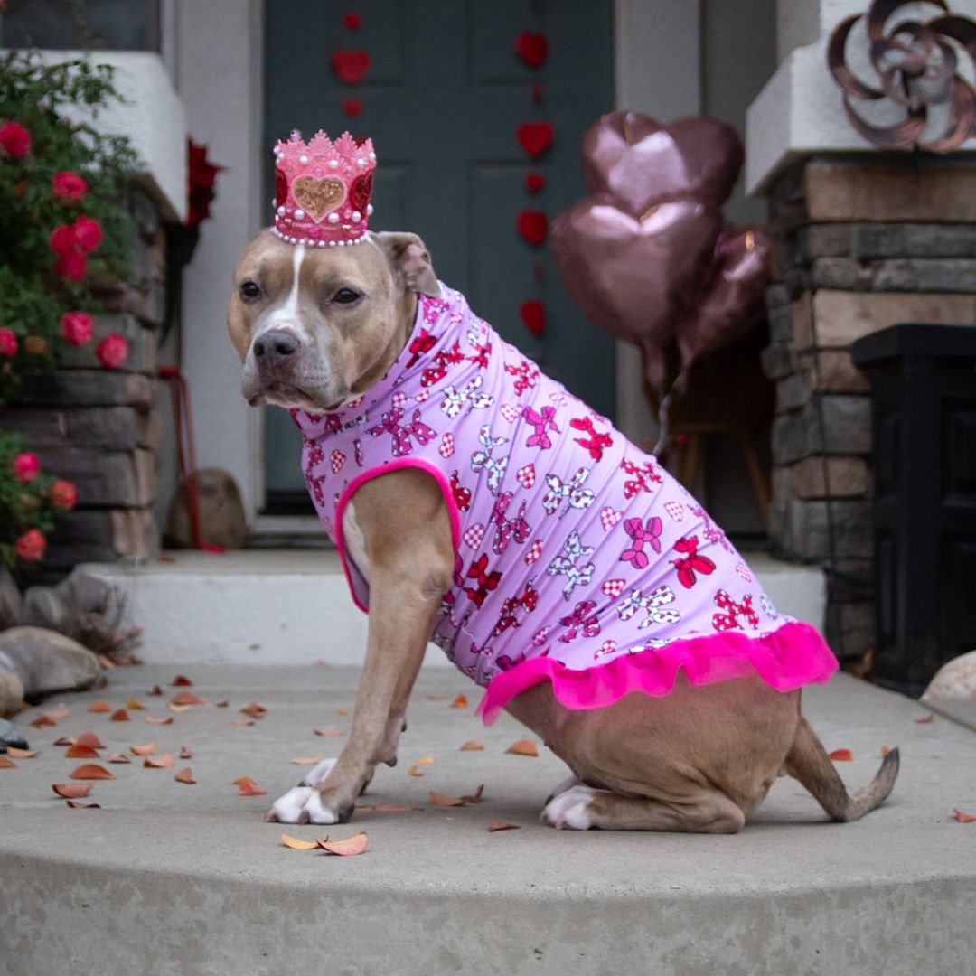 Heartbreaker Hound TUTU