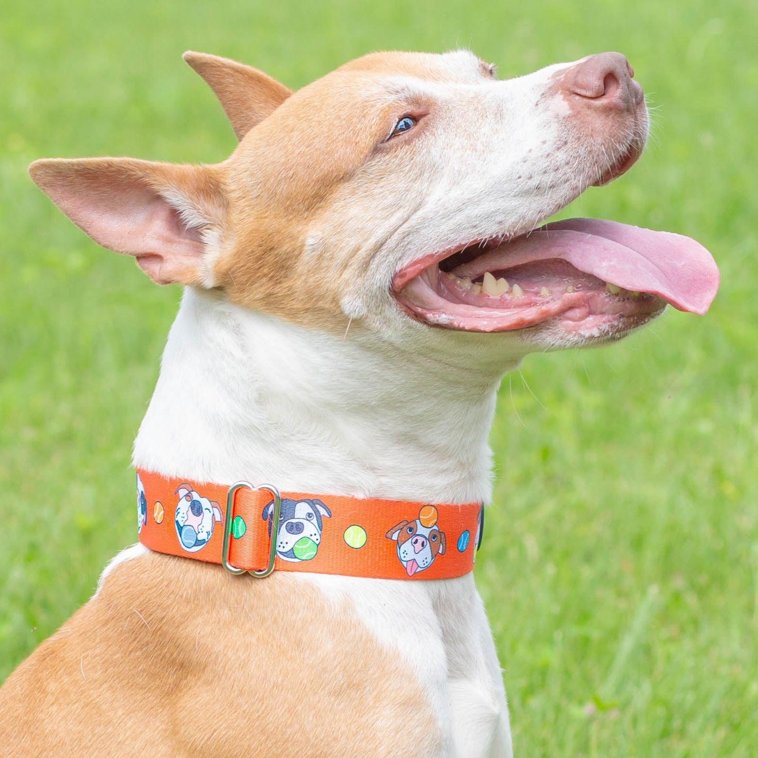 'So Fetch' Martingale Collar