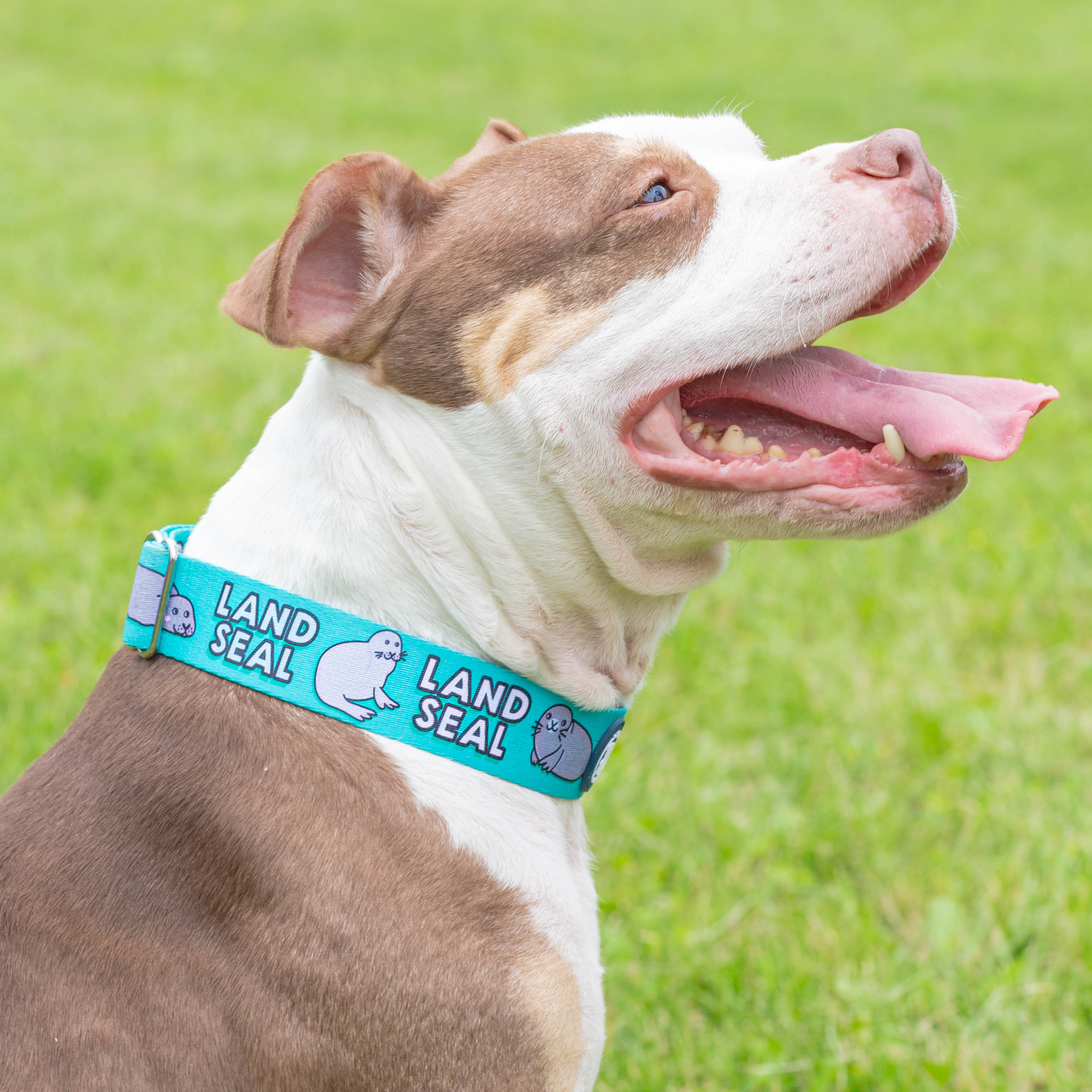 Collared Land Bandanas & Collars – Pittie Clothing Co.