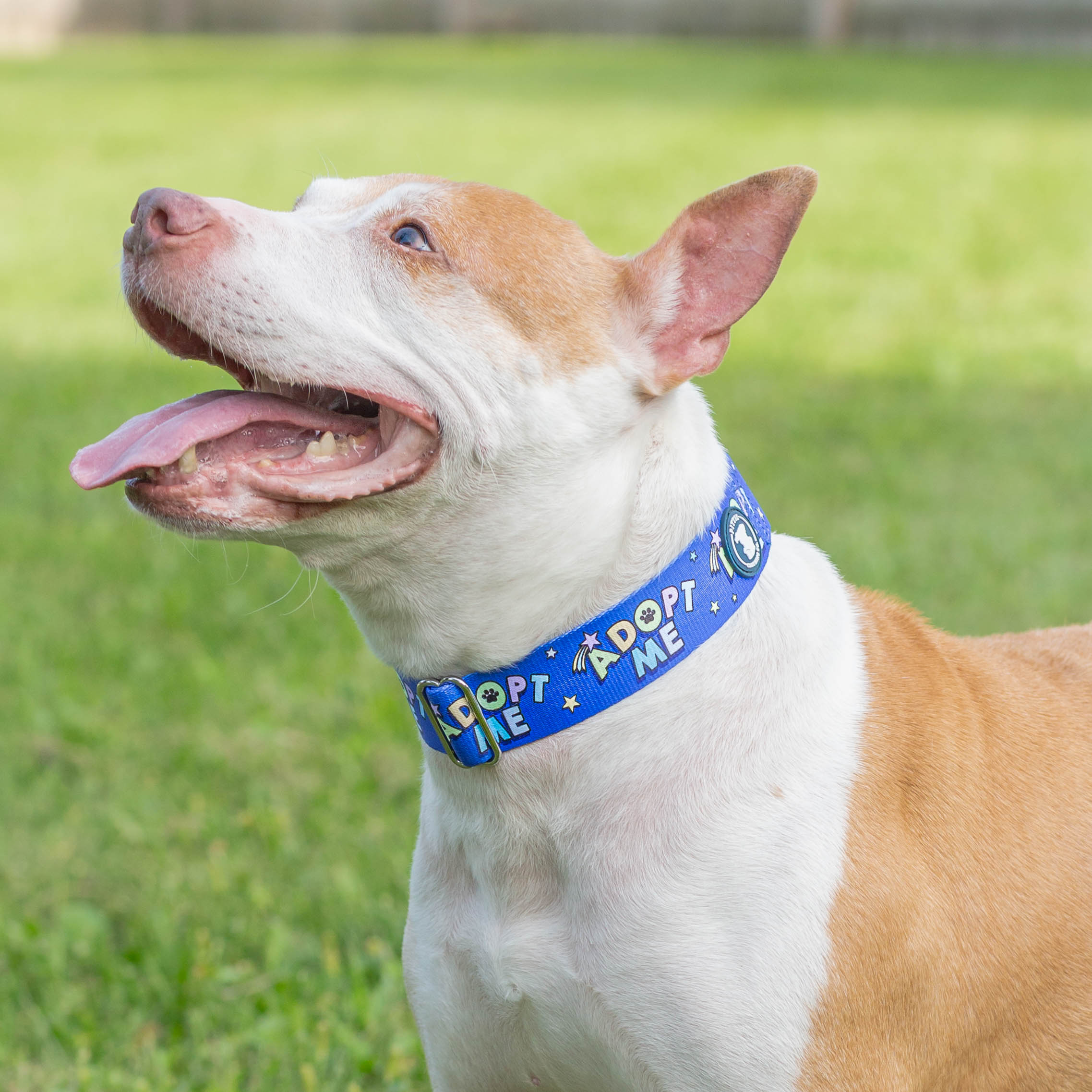 Adopt Me - Blue Collar