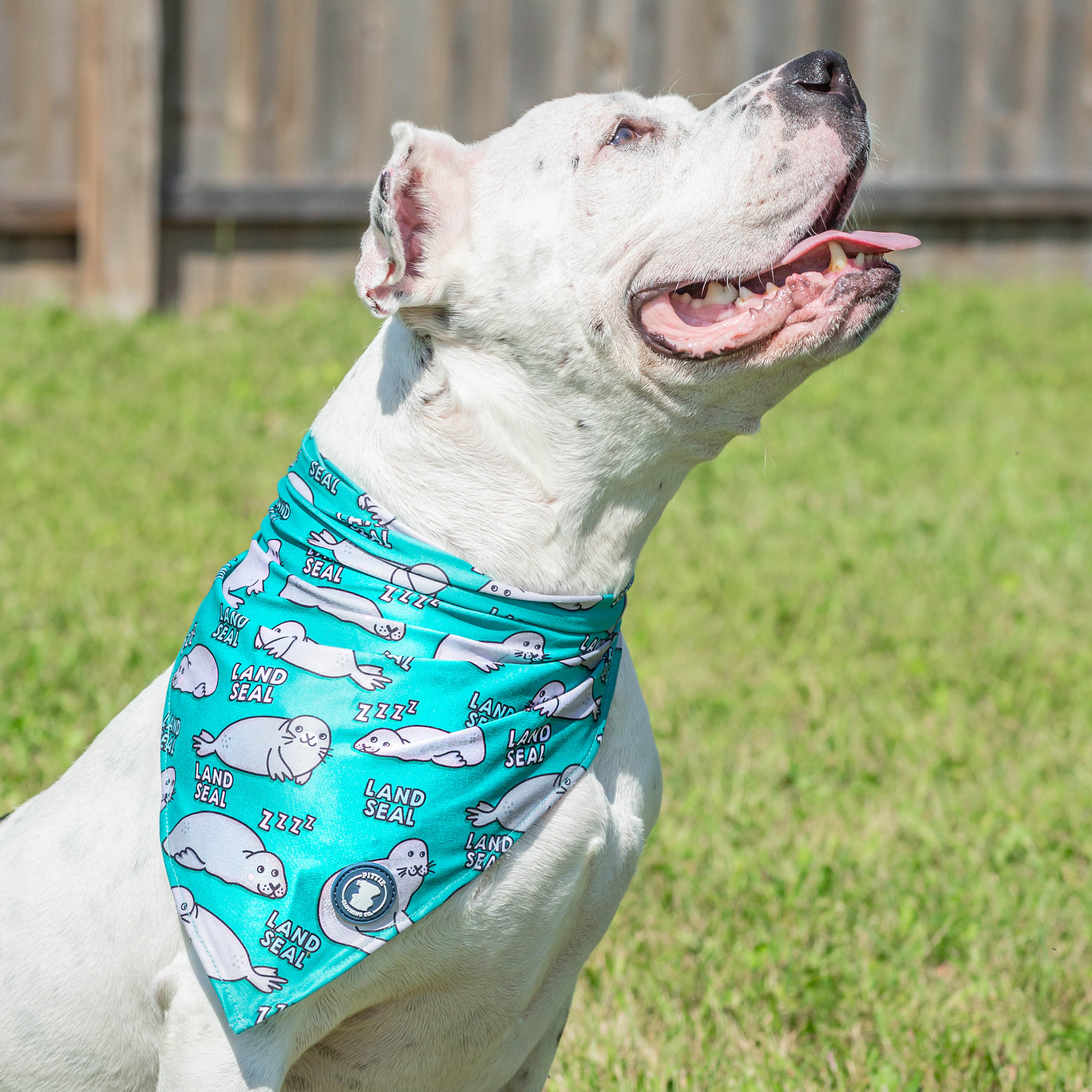 Pit bull Bandanas and Collars Pittie Clothing Co