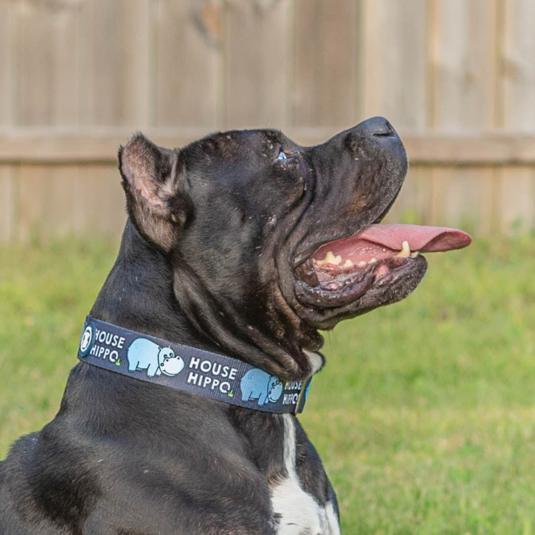 Black 'Pitty-potamus' Collar