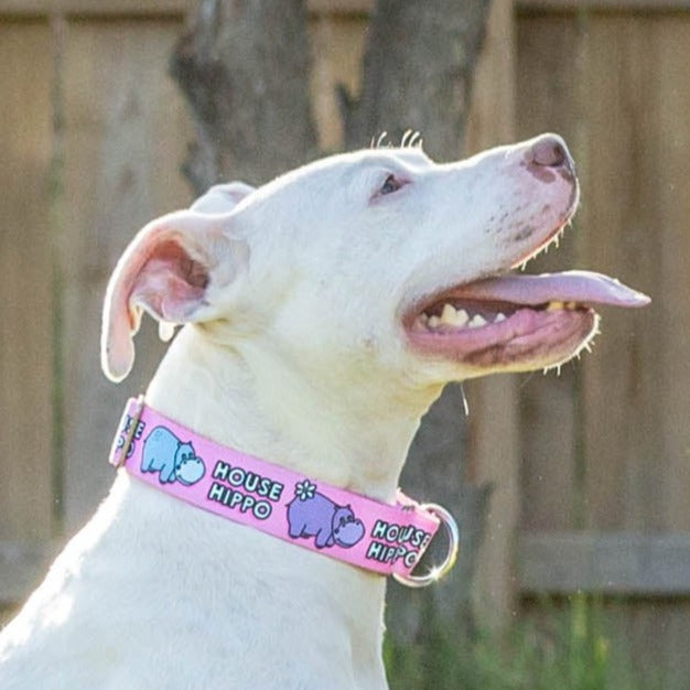 Pink 'Pitty-potamus' Collar