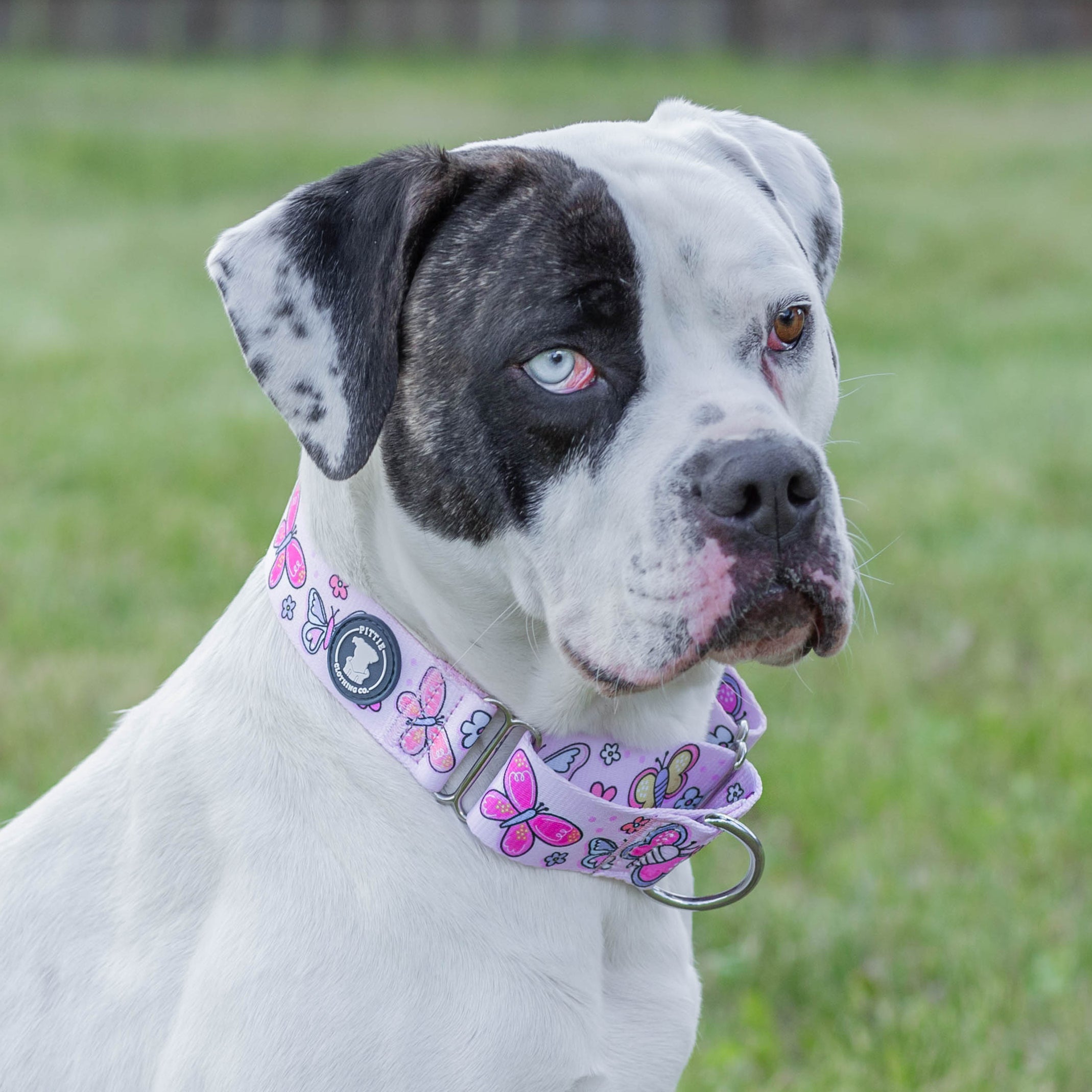 My Heart's A'Flutter Collar