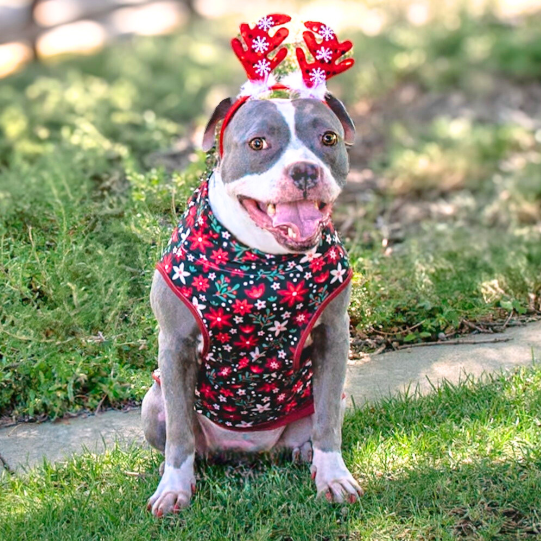 Paw-liday Petals Muscle Tee