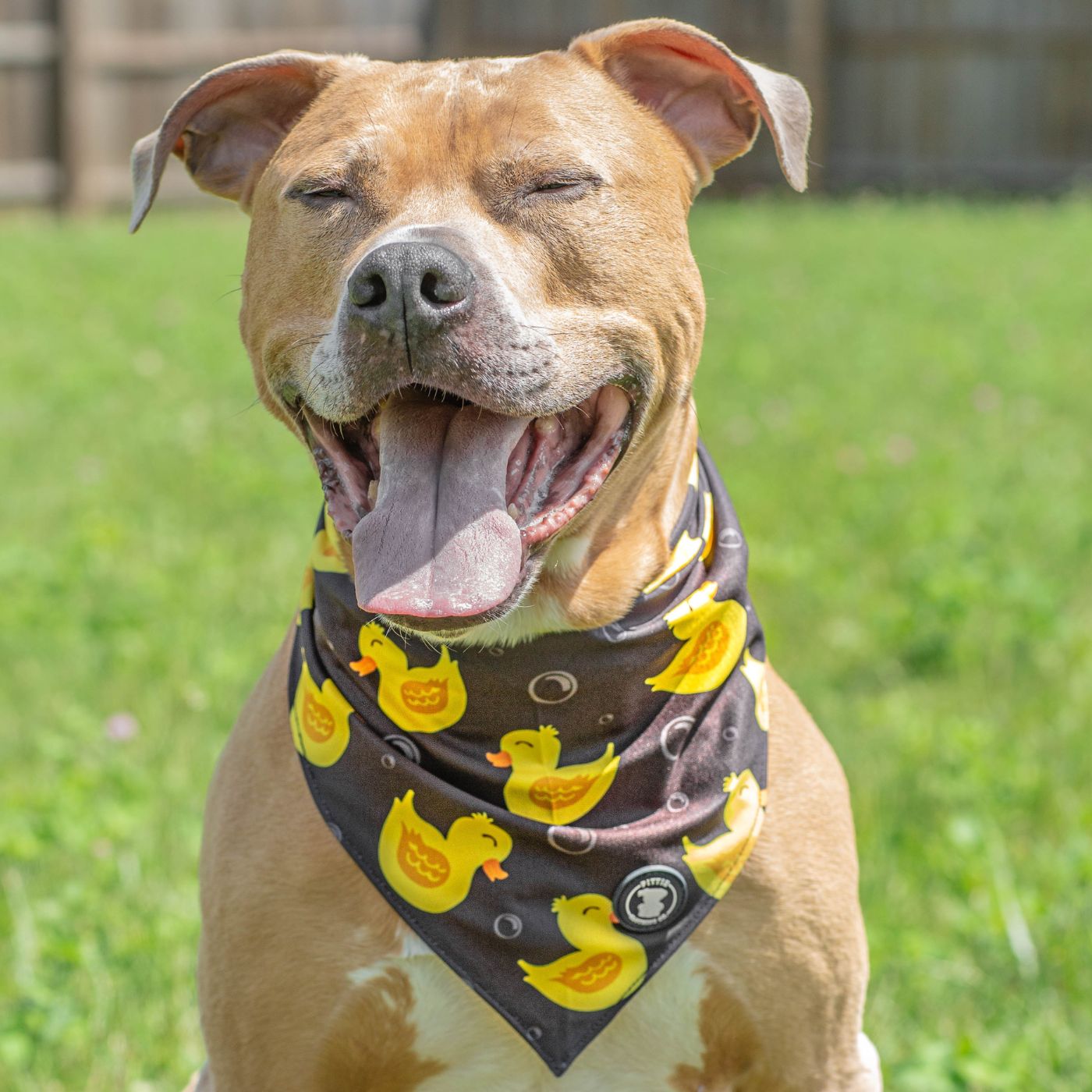 Black 'So Duckin' Cute' Bandana