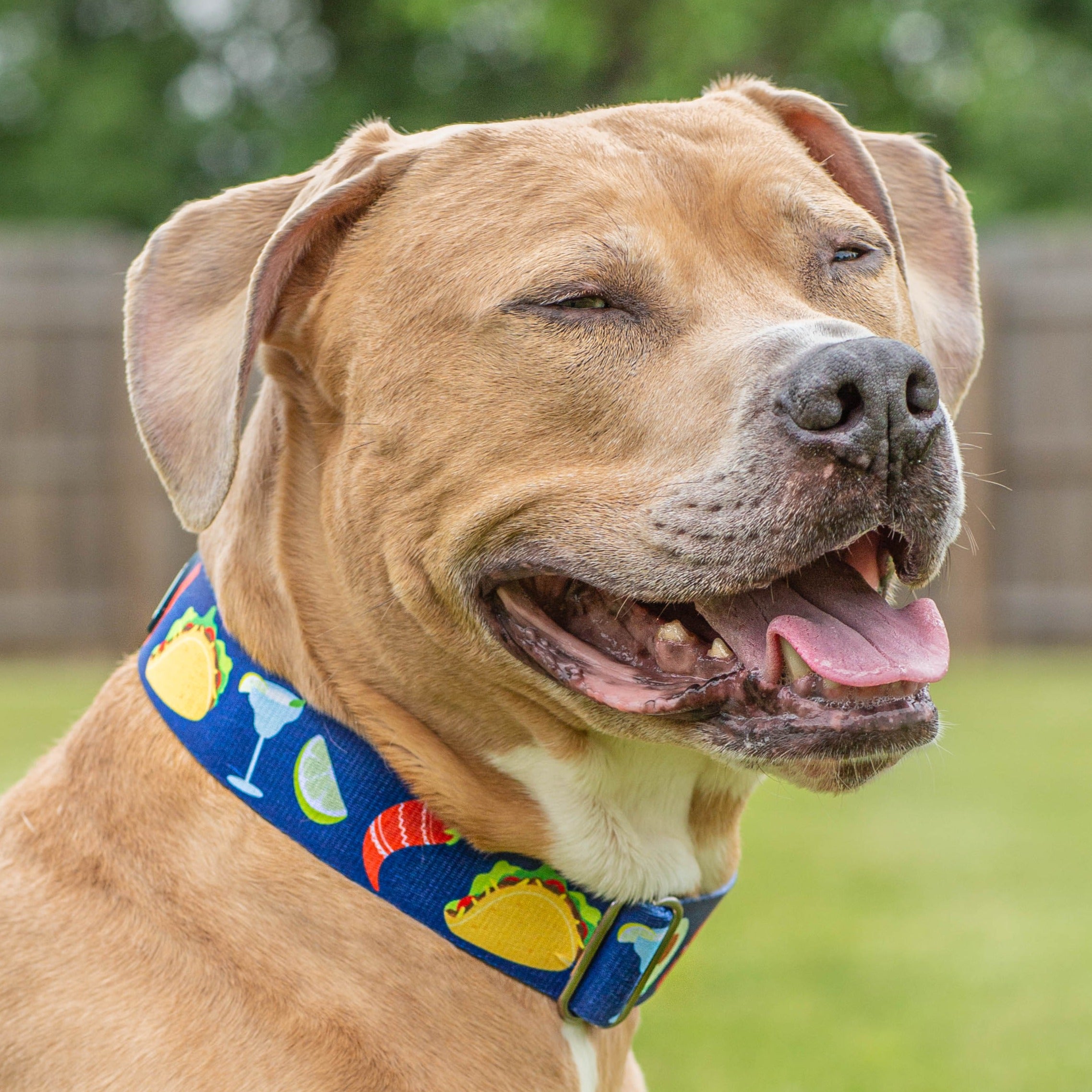 Blue 'Party like a Guac-Star' Collar