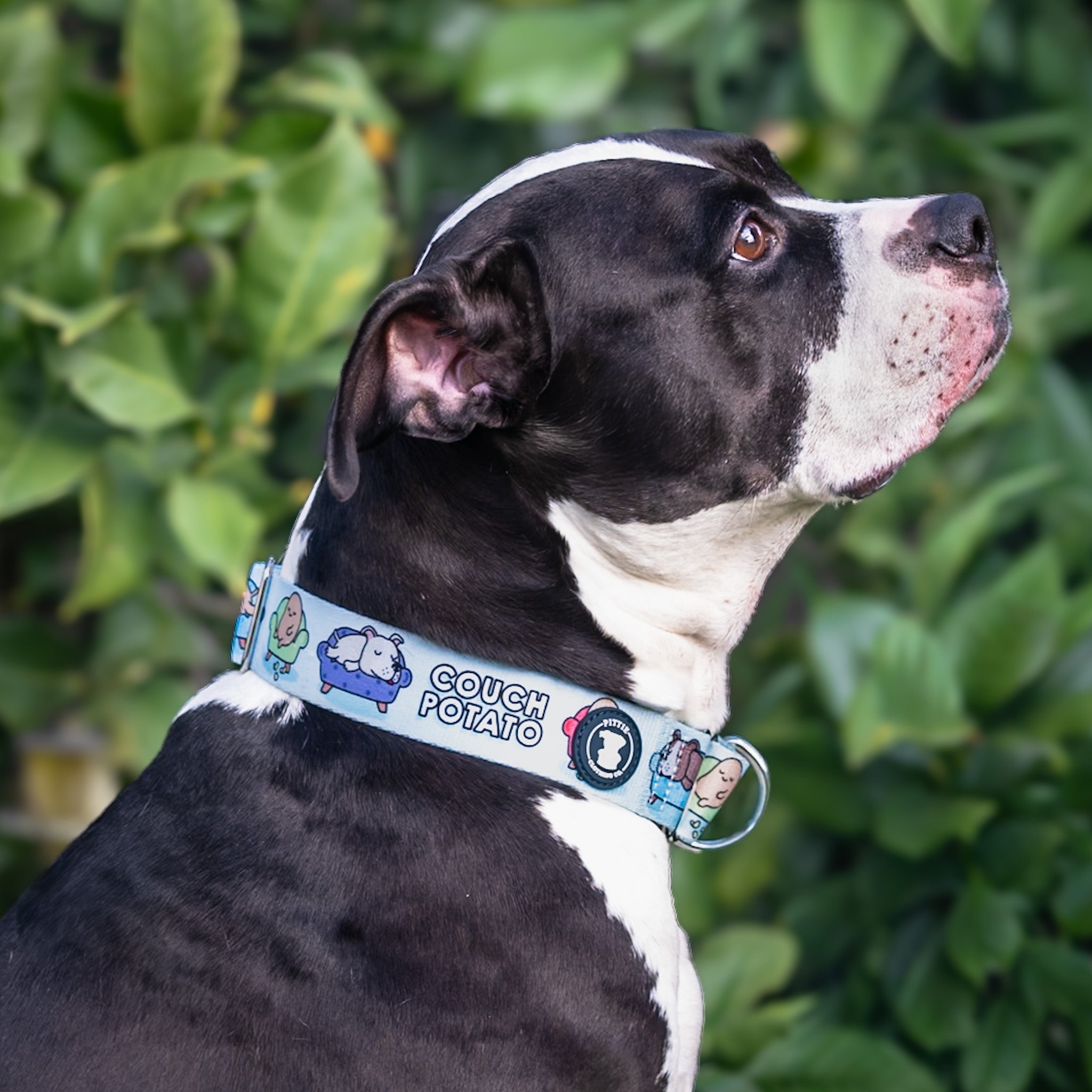 Couch Potato - Blue Collar