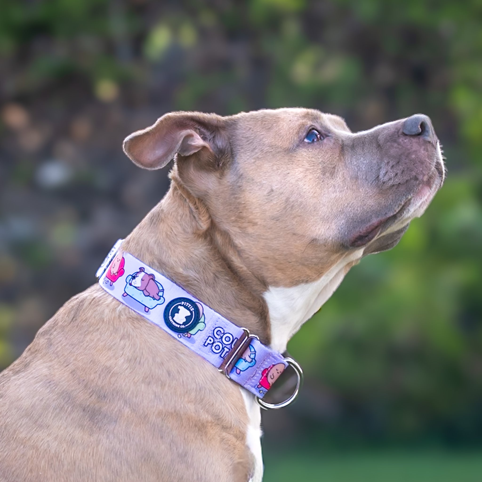 Couch Potato - Purple Collar