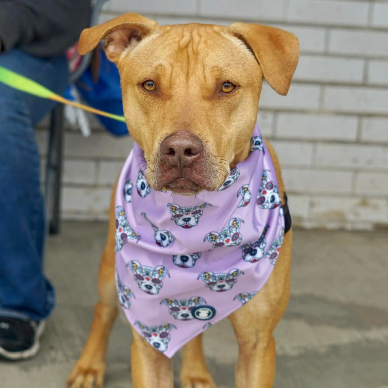 Purple 'Sugar Skull' Bandana